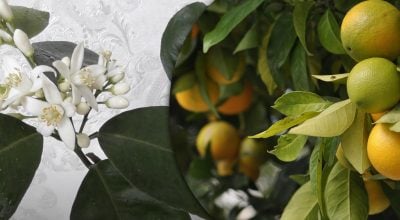 Фото новини