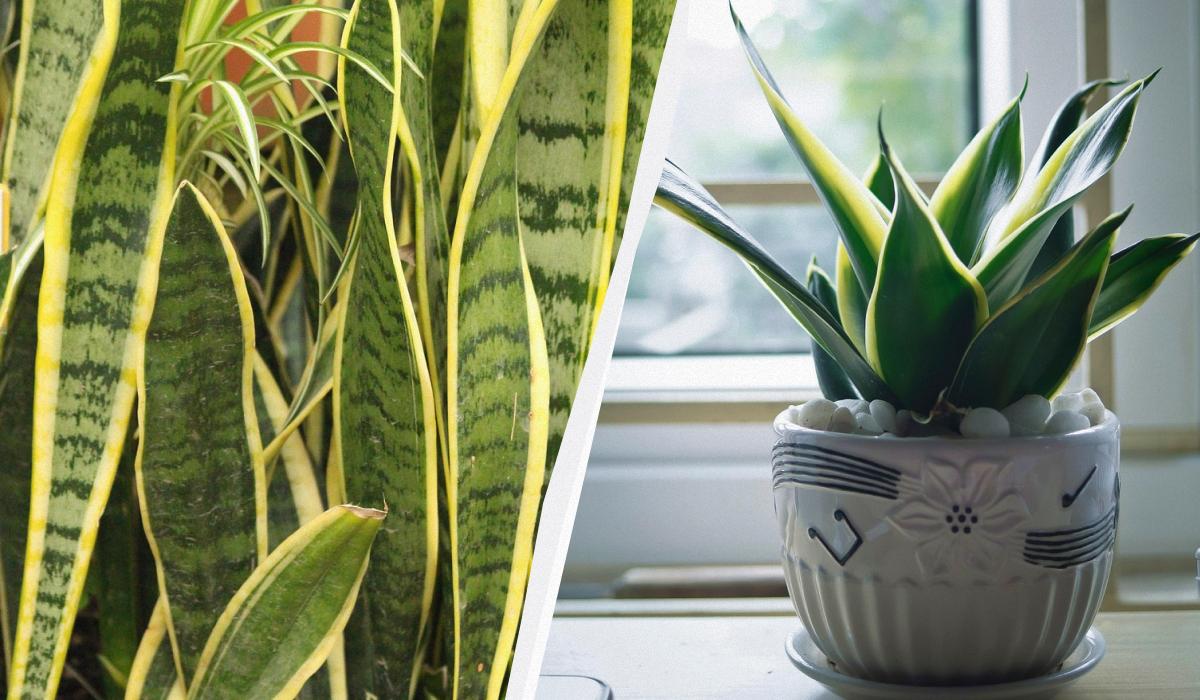 Фото новини