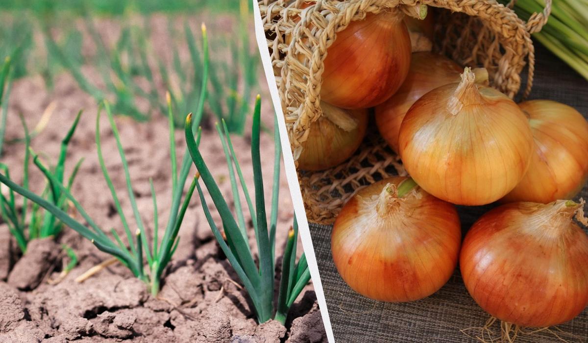 Фото новини