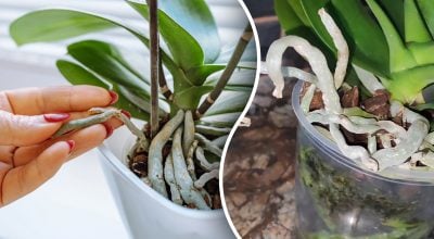 Фото новини