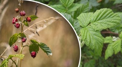 Фото новини