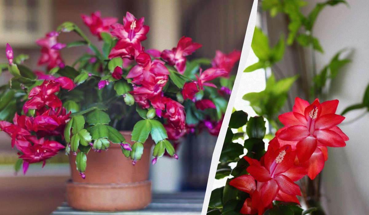 Фото новини