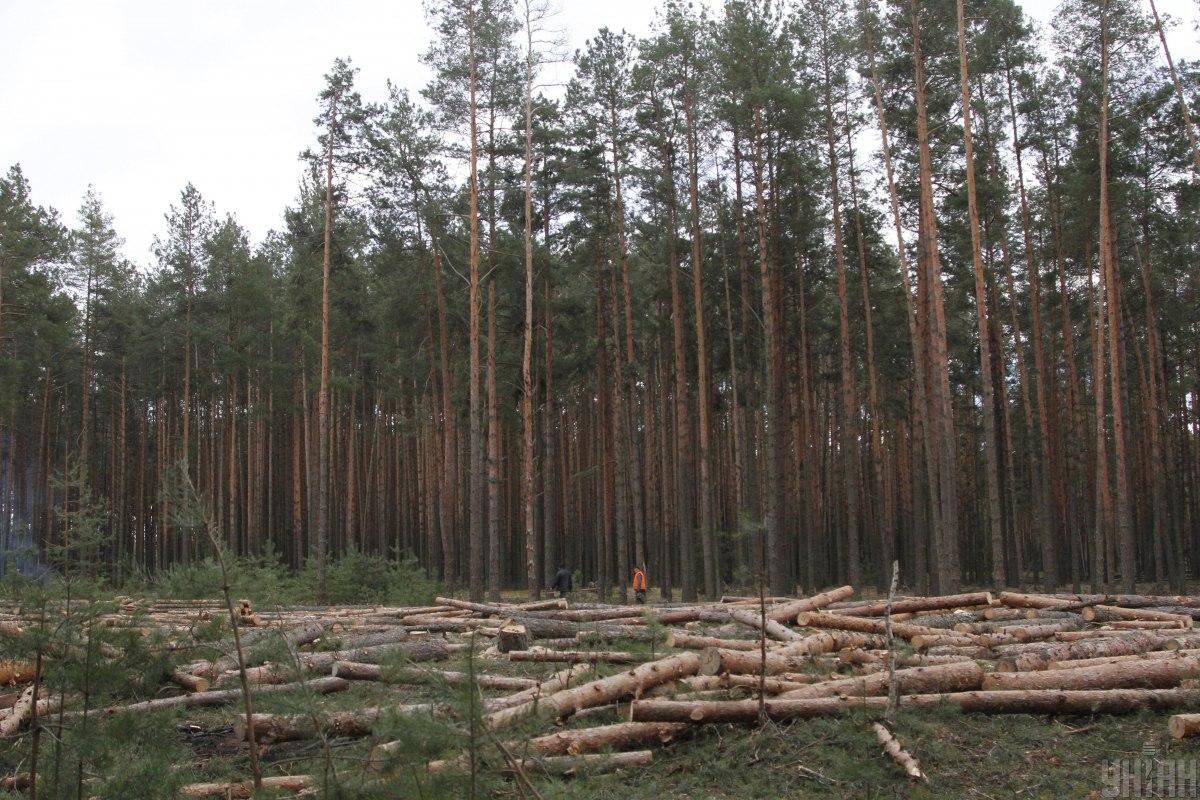 Громадськість звернулася до Послів Канади, Латвії та Фінляндії через корупцію в ДП "Ліси України"