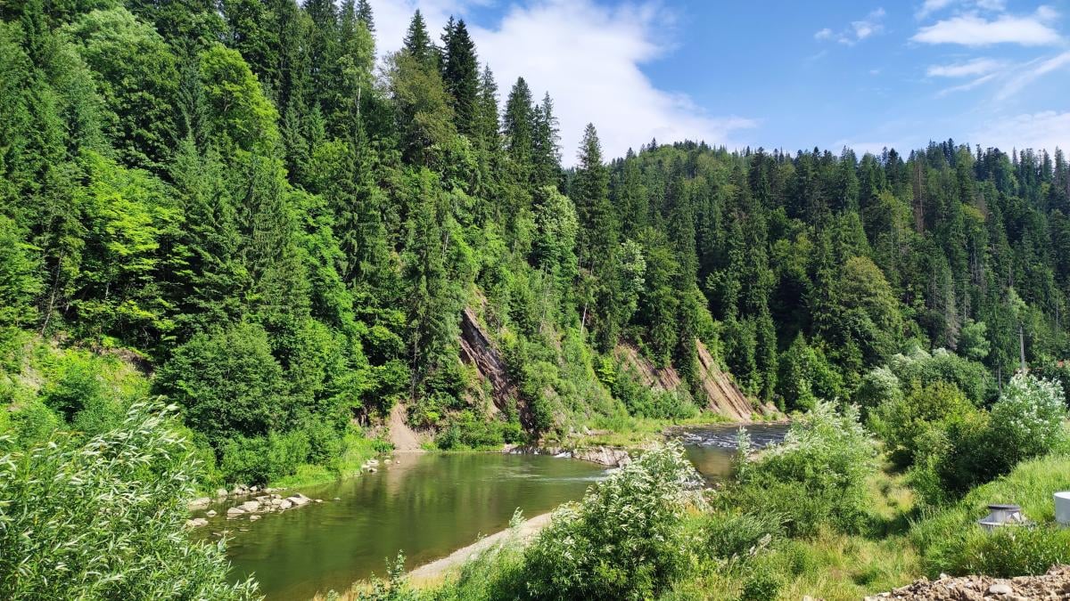 Рекордні 8 млрд прибутку: "Ліси України" стали лідером держсектору