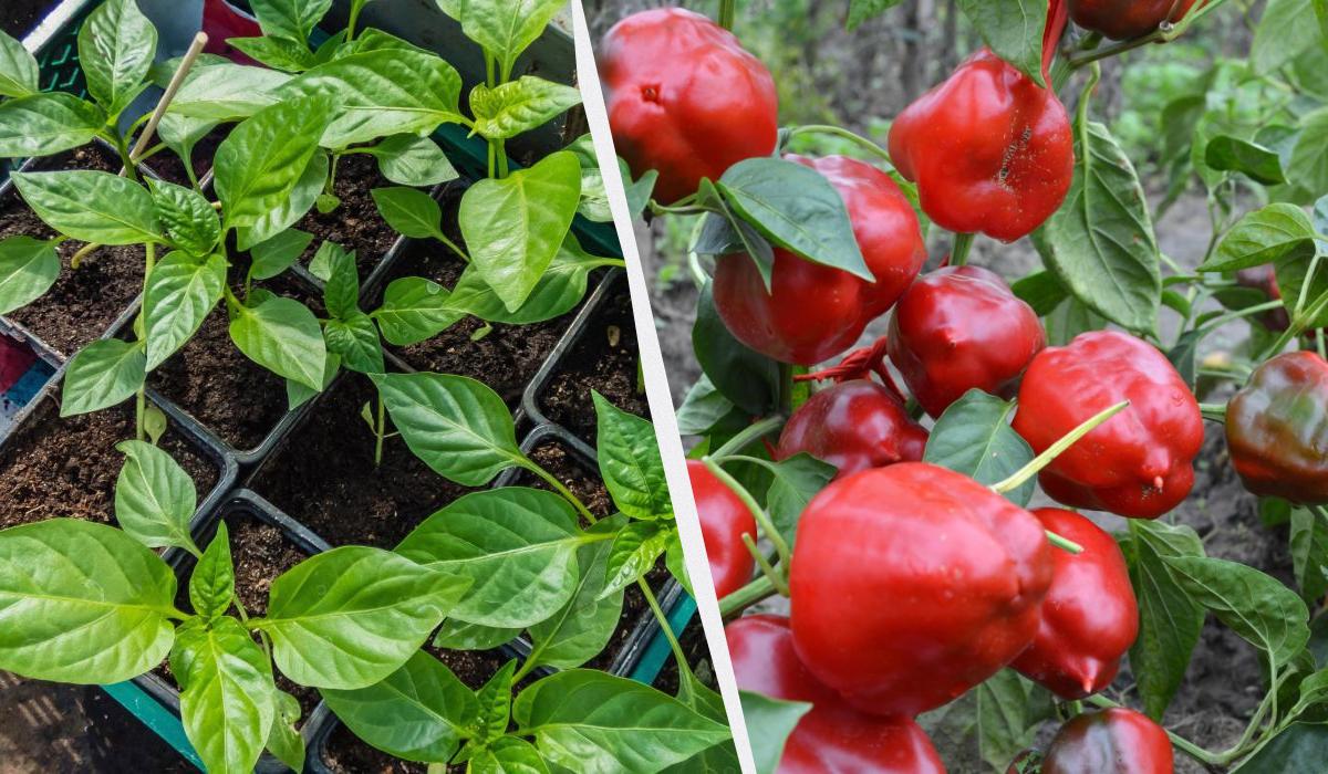 Фото новини