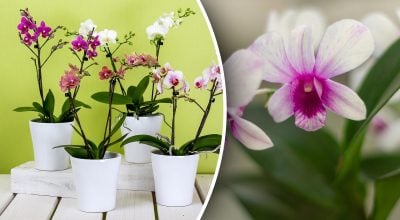 Фото новини