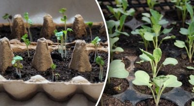 Фото новини