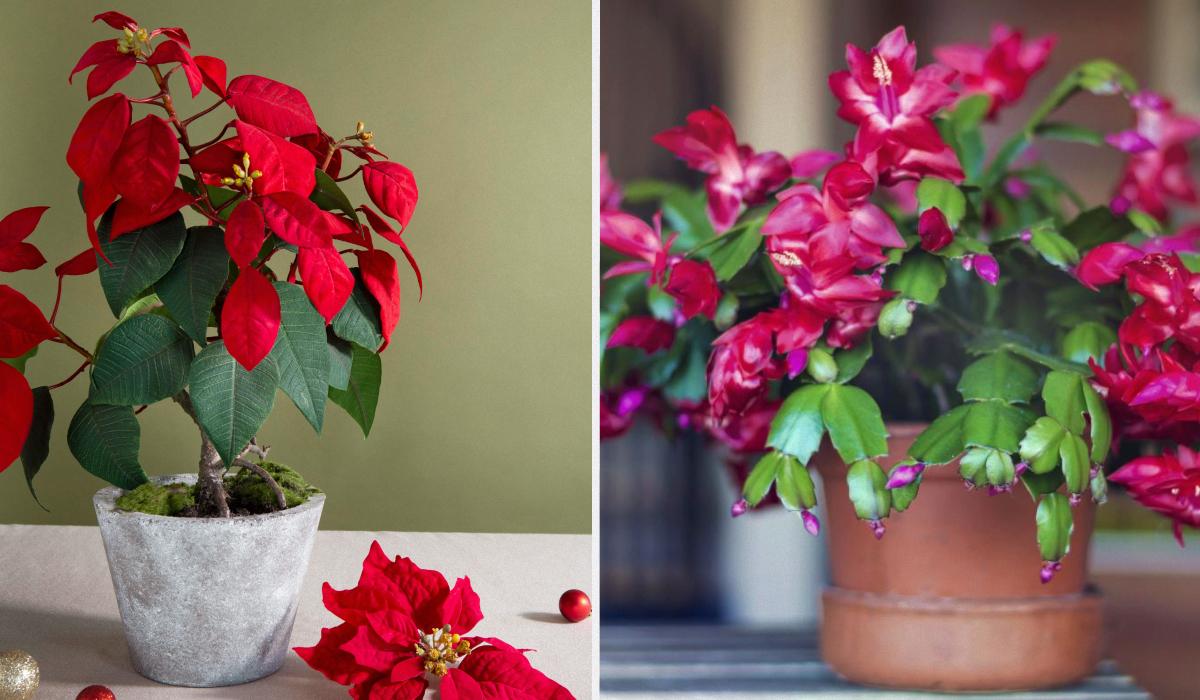 Фото новини