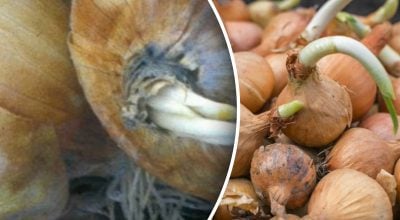 Фото новини