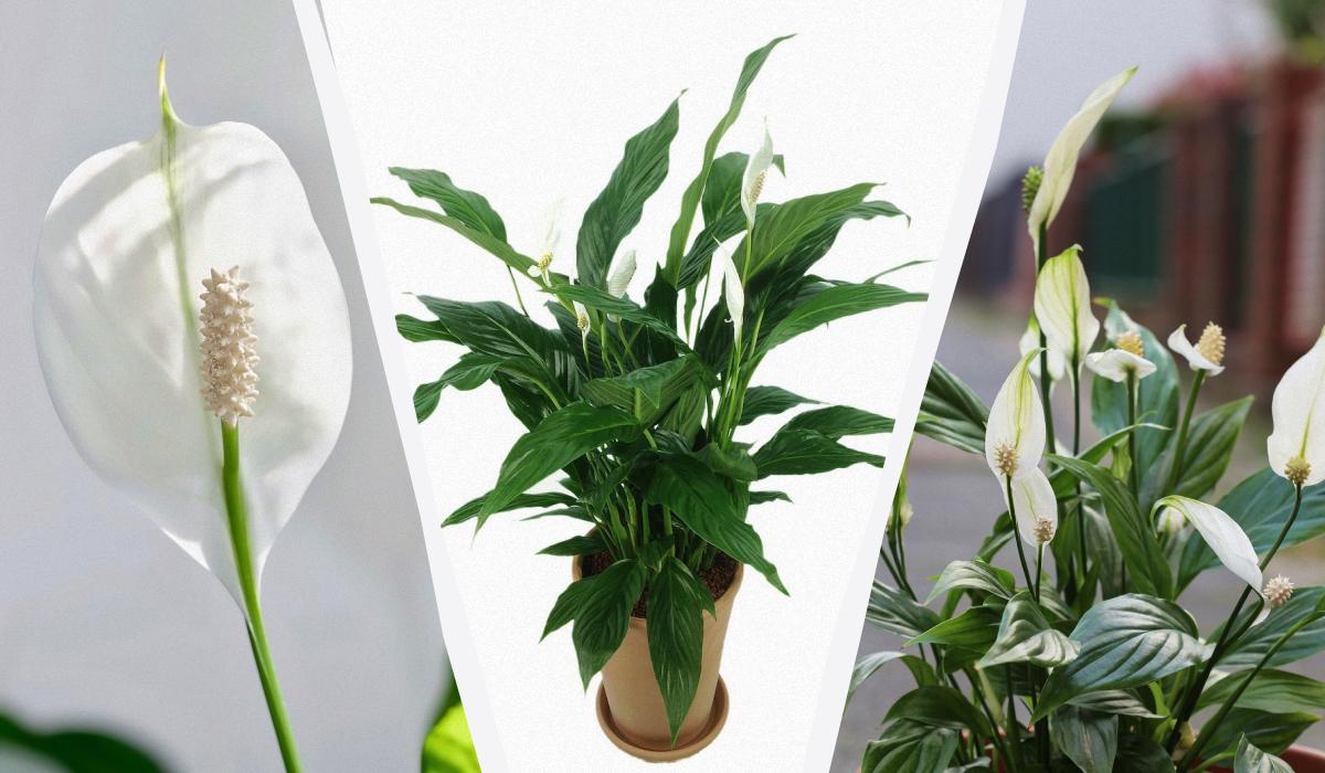 Фото новини