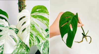 Фото новини