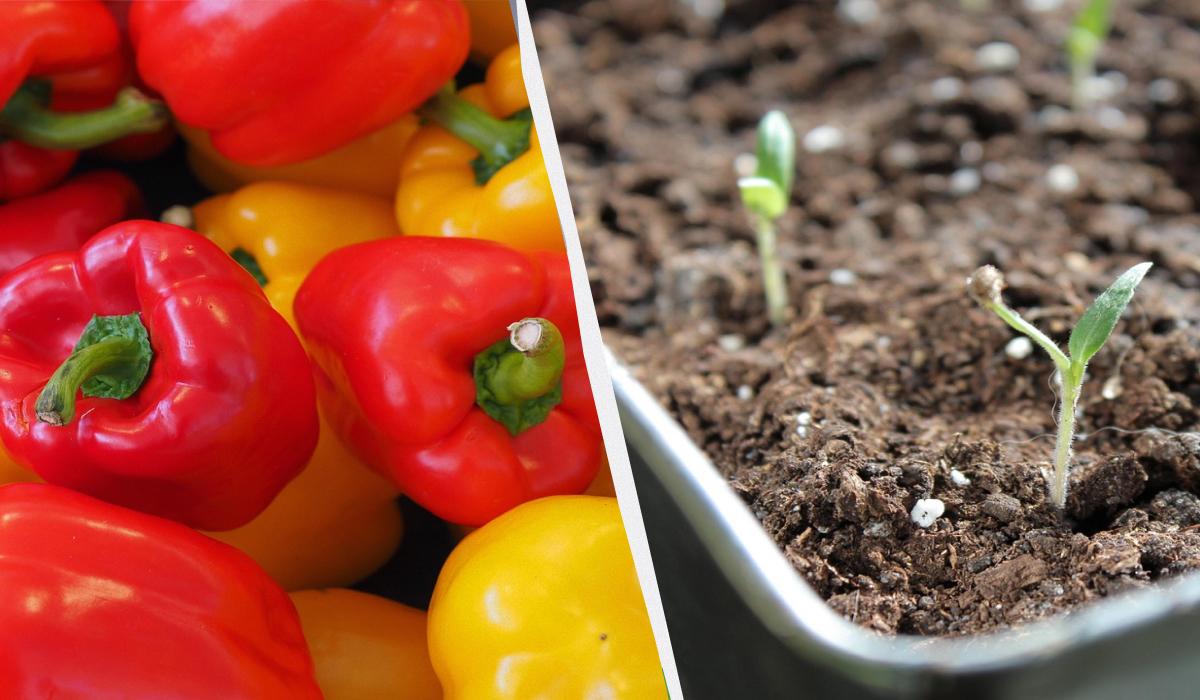 Фото новини