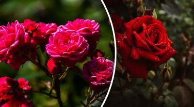 Фото новини