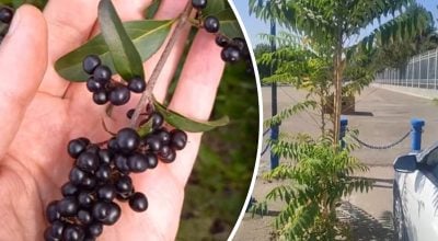 Фото новини