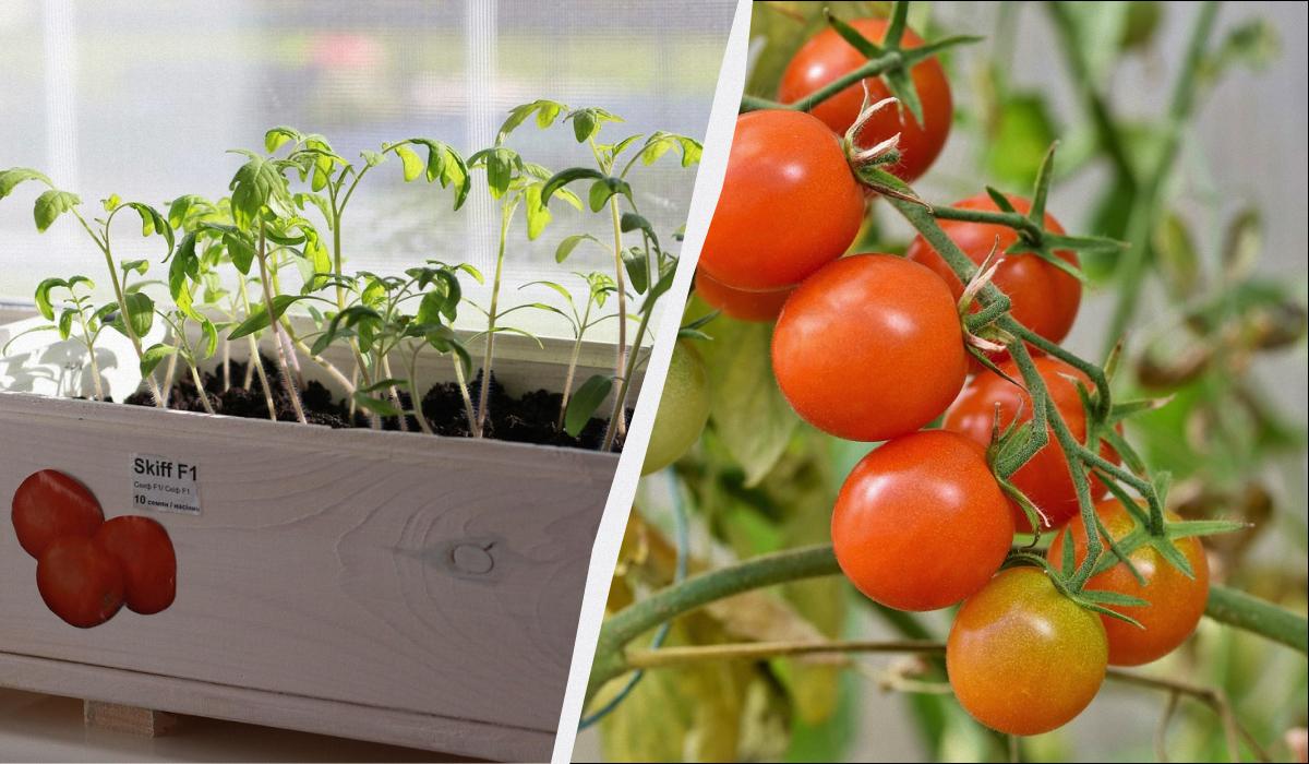 Фото новини