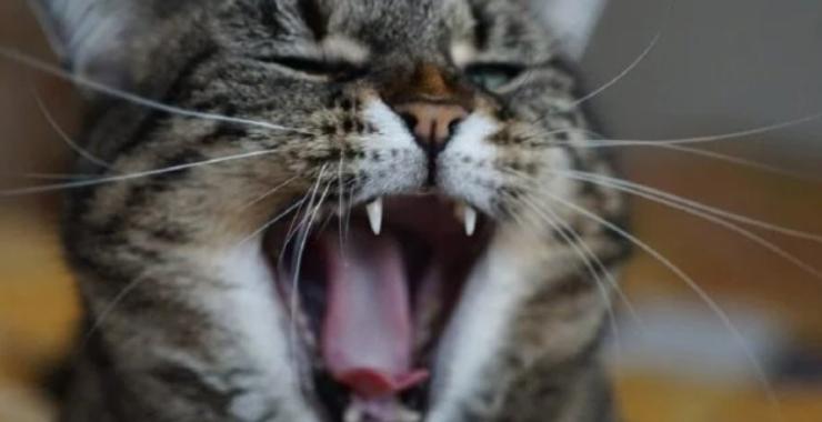 Фото новини