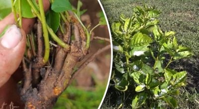 Фото новини