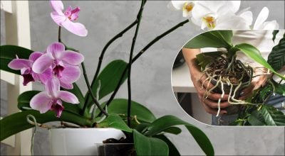 Фото новини