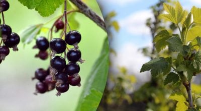 Фото новини