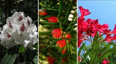 Фото новини