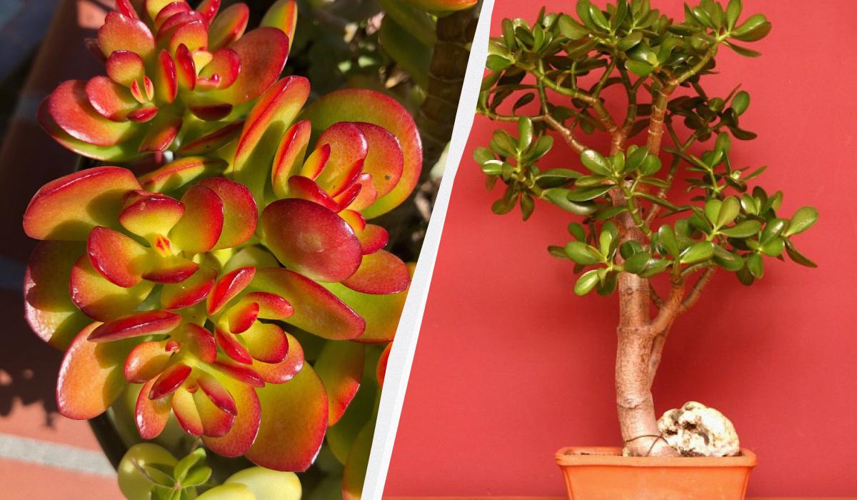 Фото новини