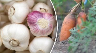 Фото новини