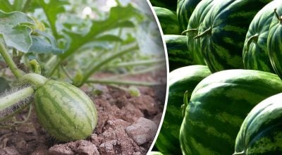 Фото новини