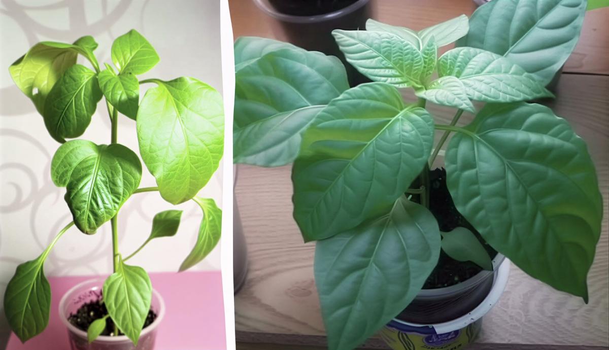 Фото новини