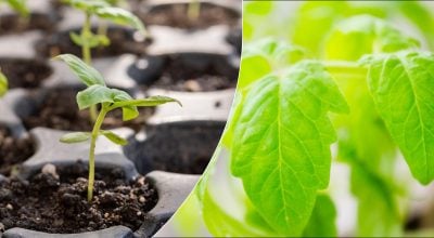 Фото новини