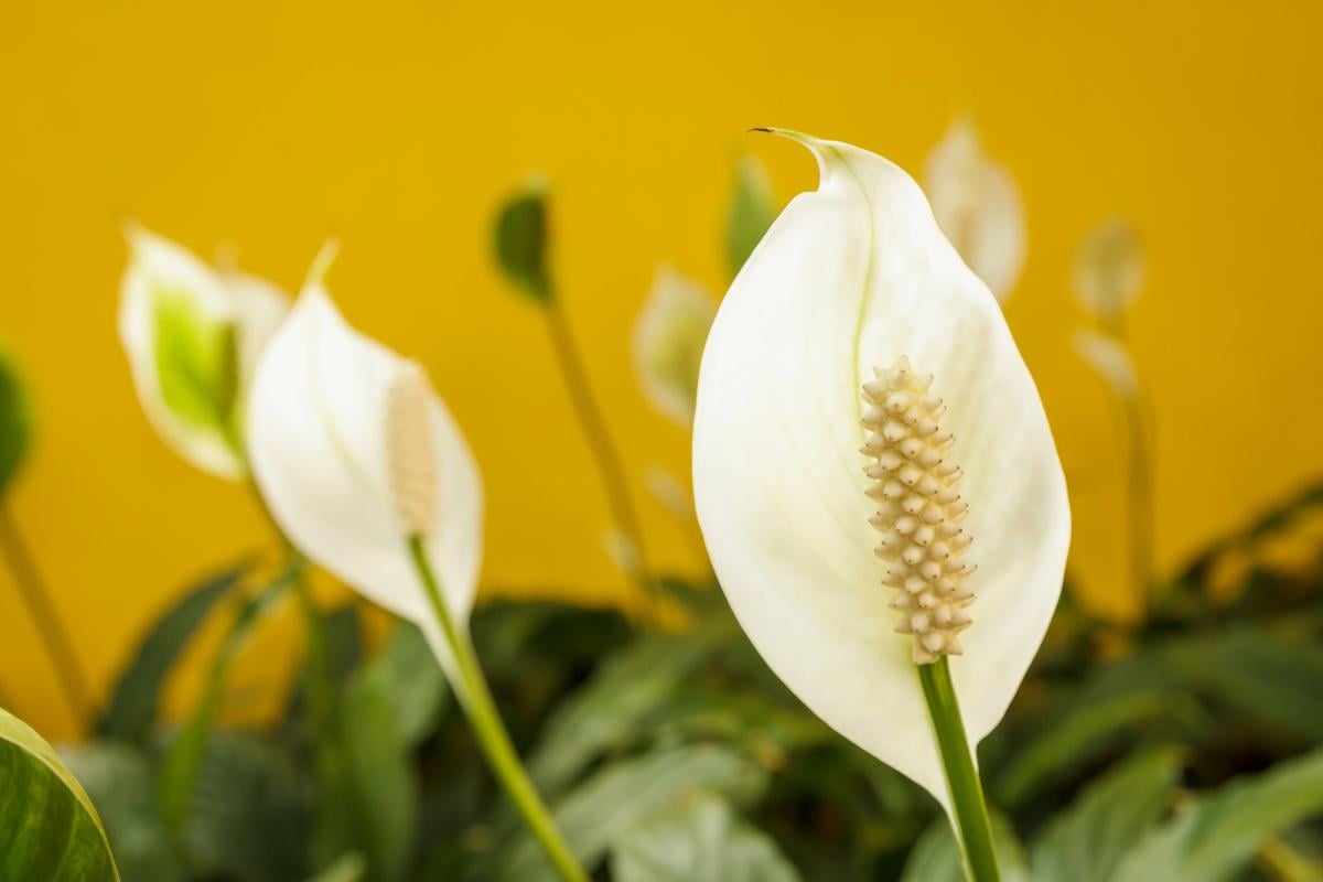 Фото новини