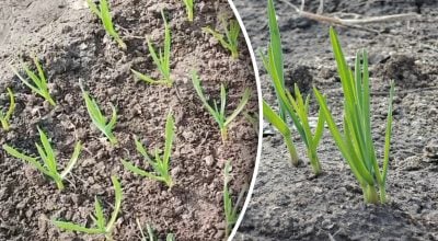 Фото новини