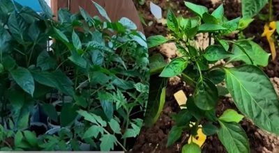 Фото новини