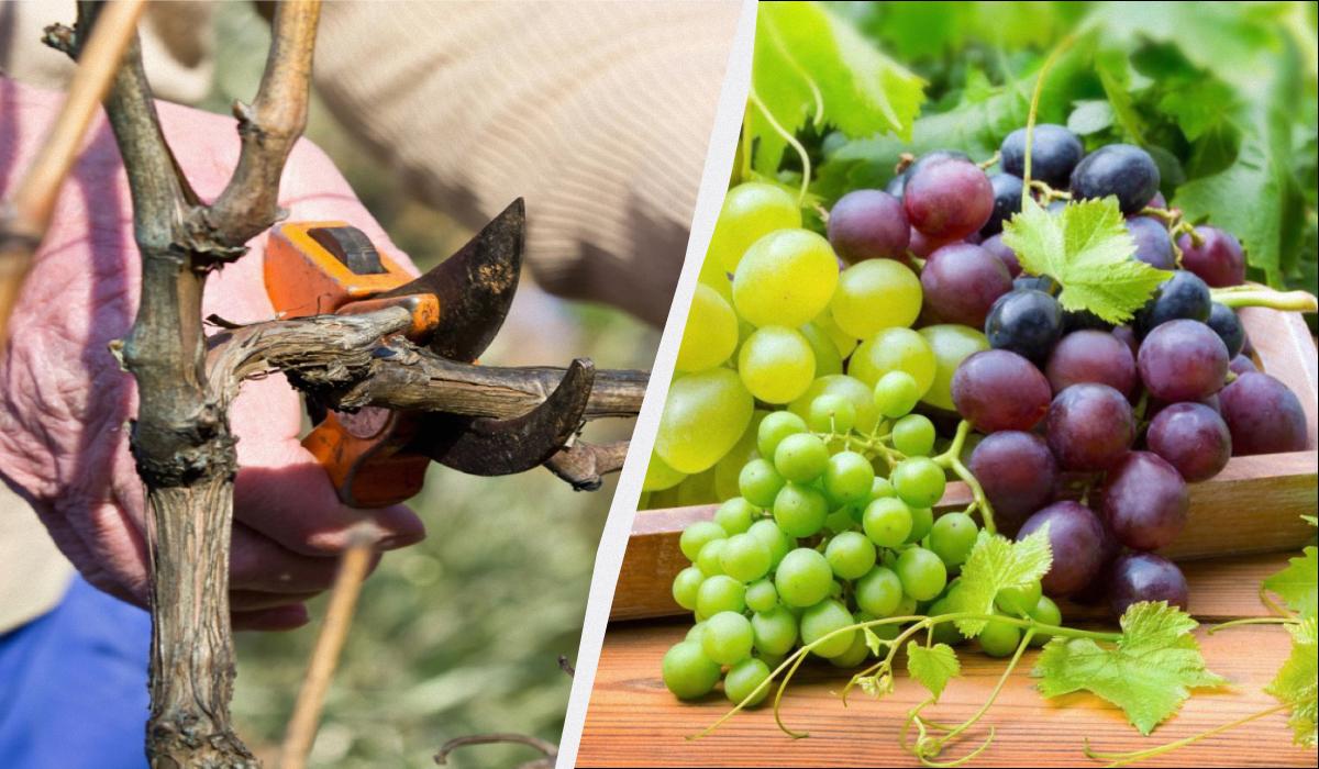 Фото новини