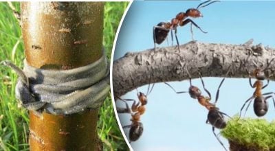 Фото новини