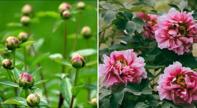 Фото новини