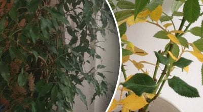 Фото новини