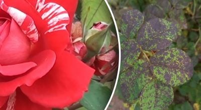 Фото новини