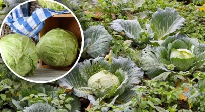 Фото новини