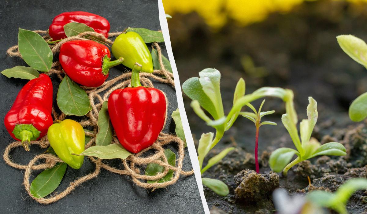 Фото новини