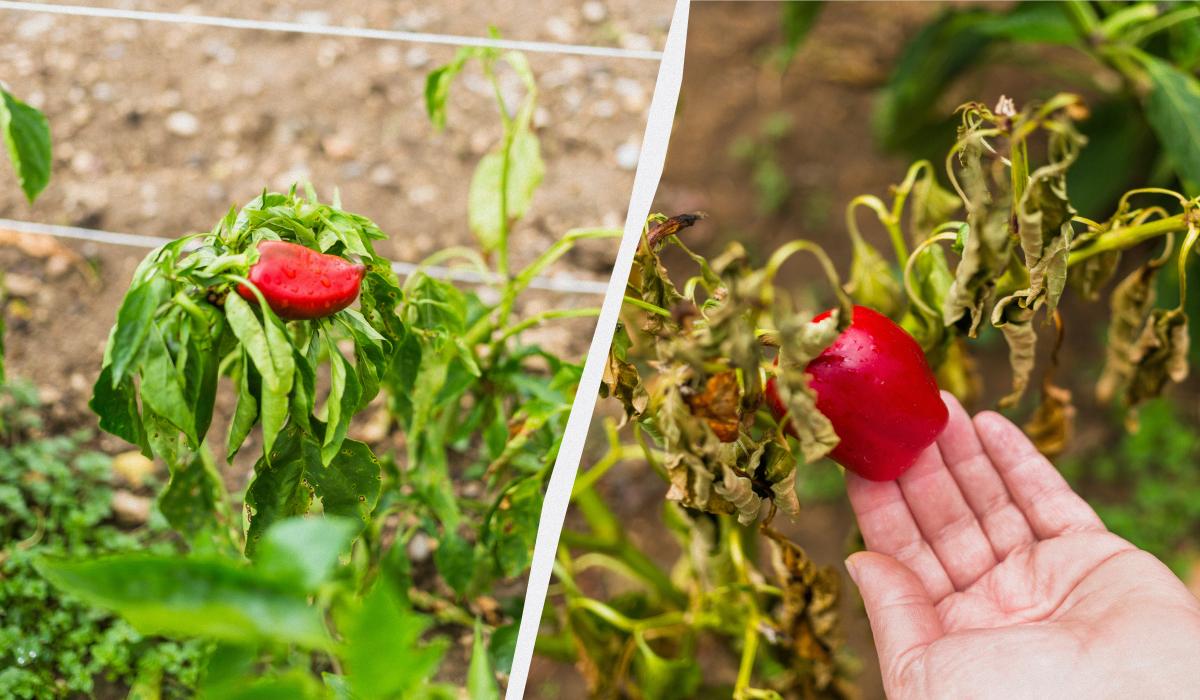 Фото новини