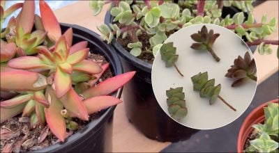 Фото новини