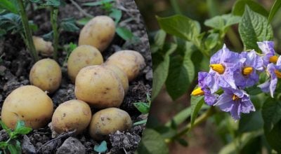 Фото новини