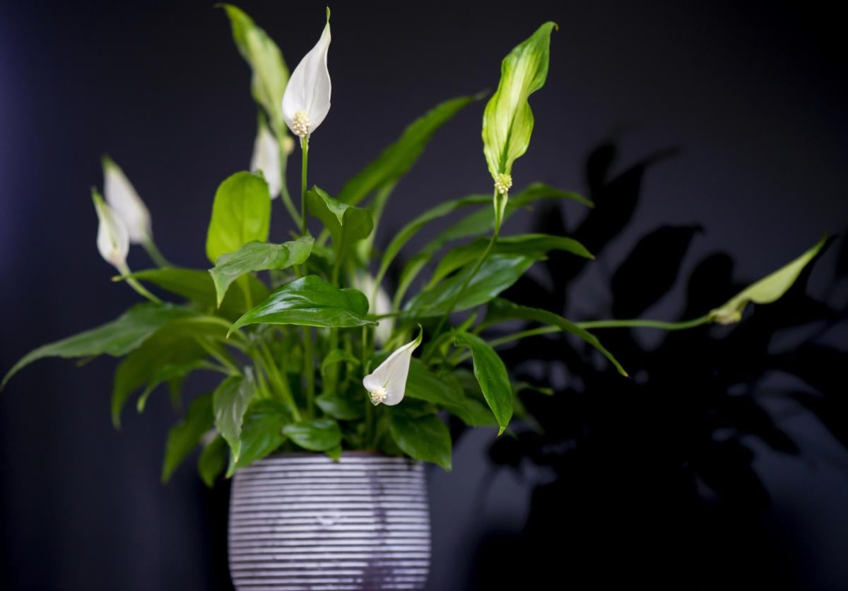 Фото новини