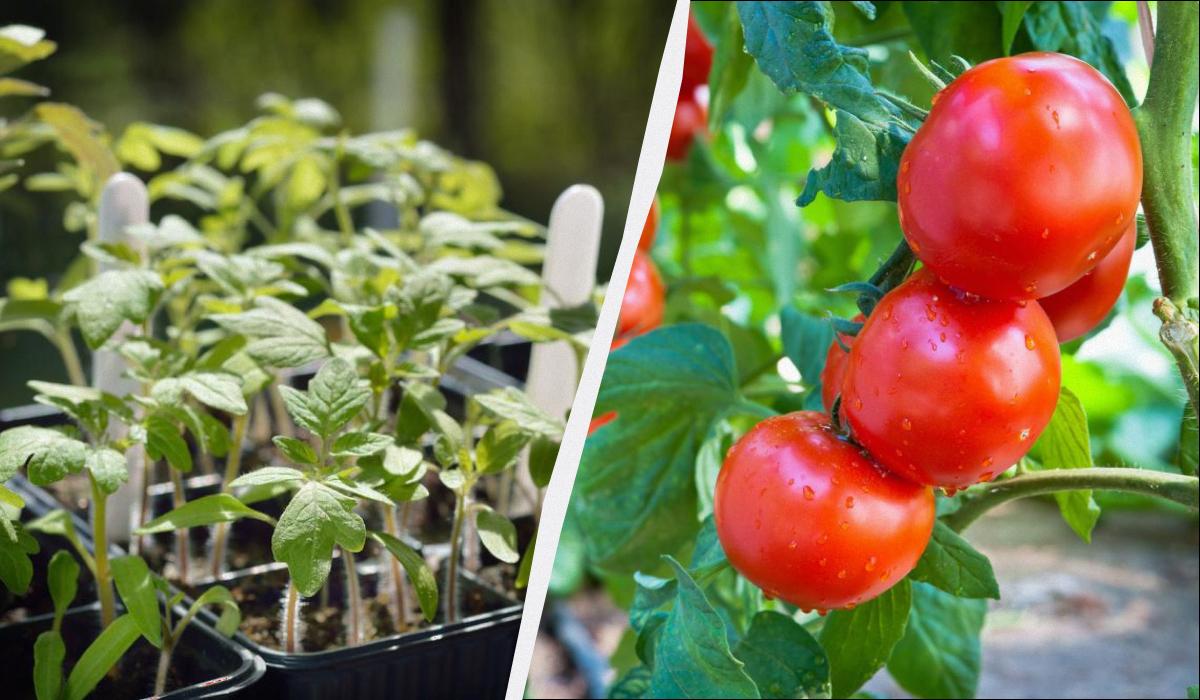 Фото новини