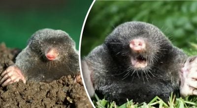 Фото новини