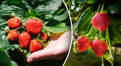 Фото новини