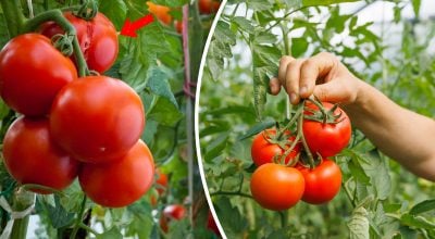 Фото новини