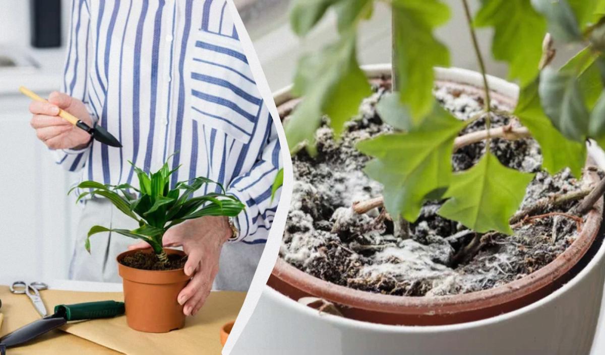 Фото новини