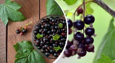 Фото новини