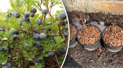 Фото новини